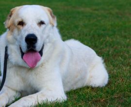 Dog breeding